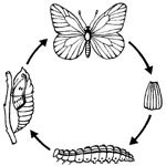 Popište, jak za sebou jde živ. cyklus vyspělého hmyzu.